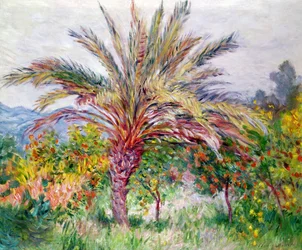 Palmera en Bordighera, c.1884